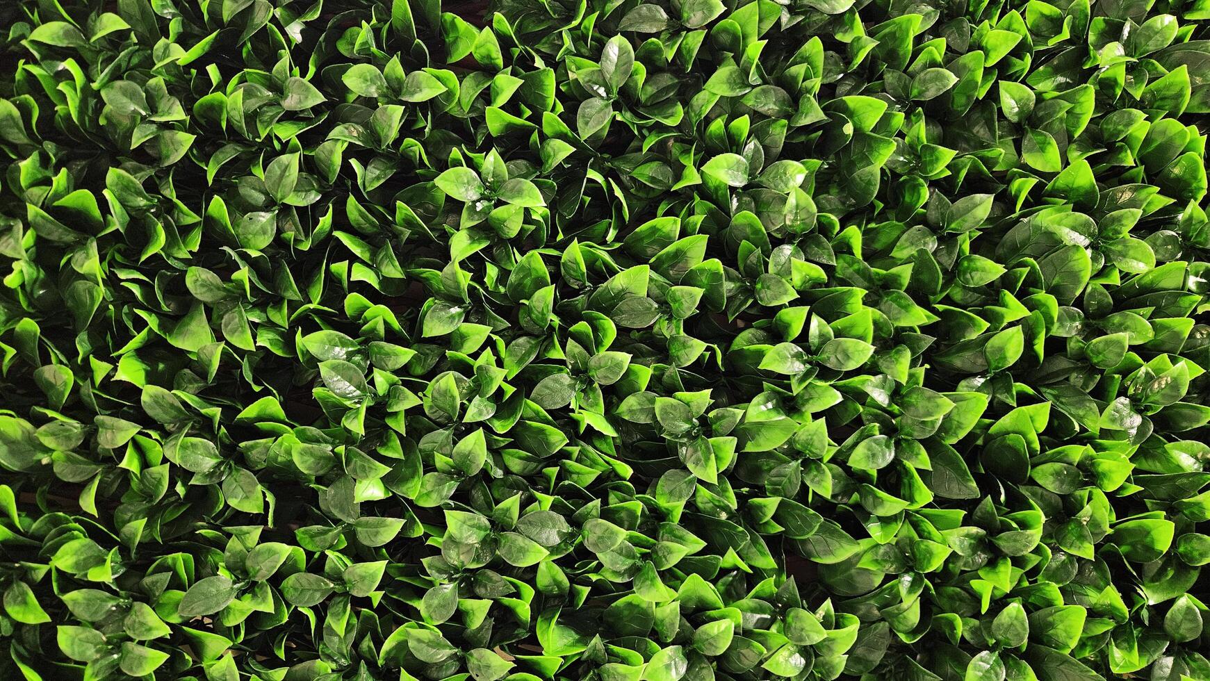 Green leaves pattern background in garden. Plant and tropical leaf and natural wallpaper with fresh botany. photo