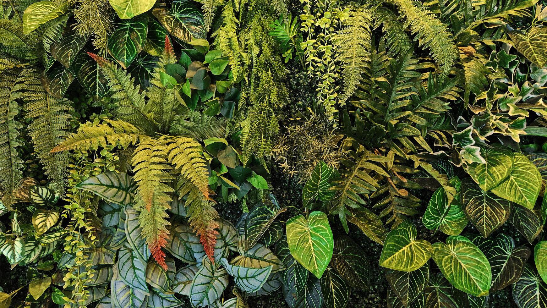 Green creeper plant, fern, orchid, vine or ivy and leaves wall for background. Natural wallpaper or Nature pattern photo