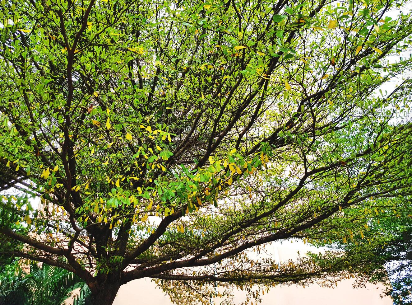 Pattern of Green branches tree in the garden park. Nature plant and background concept. photo