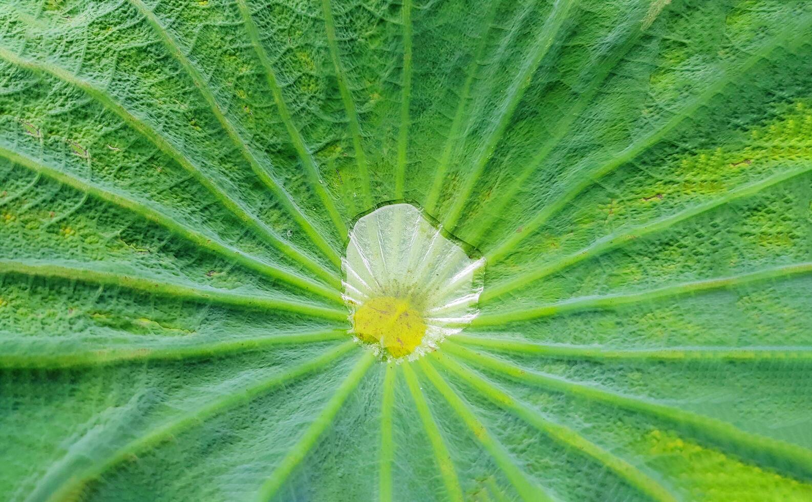 Close up raindrop or water drops on middle surface of green lotus leaf after raining day. Macro nature and Background concept. photo