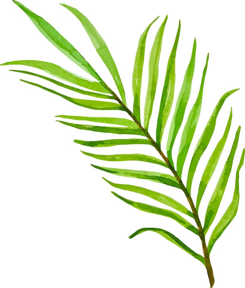 Green palm leaf tropical botanical illustration watercolor hand drawn clipart vector