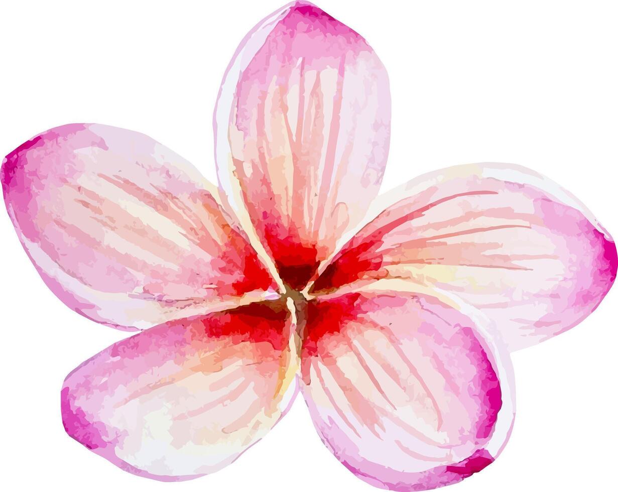 Pink tropical flower plumeria watercolor botanical hand drawn illustration vector