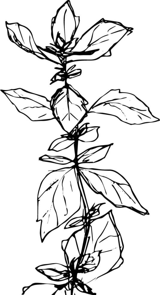Detailed line art illustration of a basil plant with leaves and stem hand drawn vector