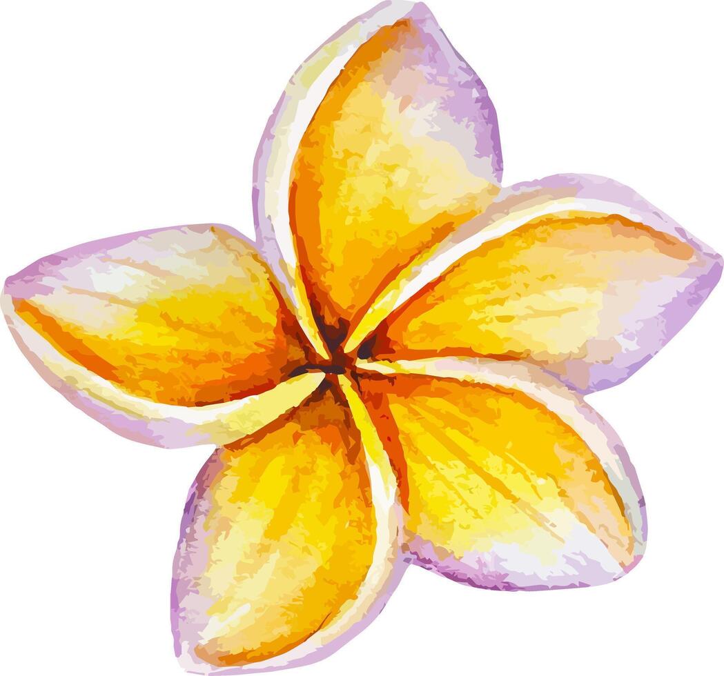 Tropical plumeria flower watercolor botanical hand drawn clipart illustration vector