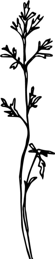 Line art wild grass plant nature botanical hand drawn illustration clipart vector