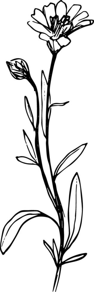 Outline delicate meadow flower botanical hand drawn sketch clipart vector