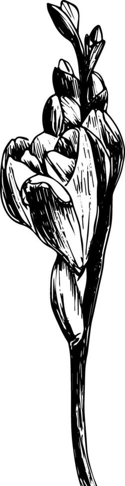 Ink drawing flower freesia botanical sketch hand drawn illustration clipart vector