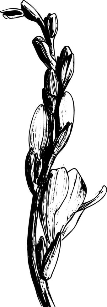 Ink drawing freesia flower botanicl sketch clipart vector