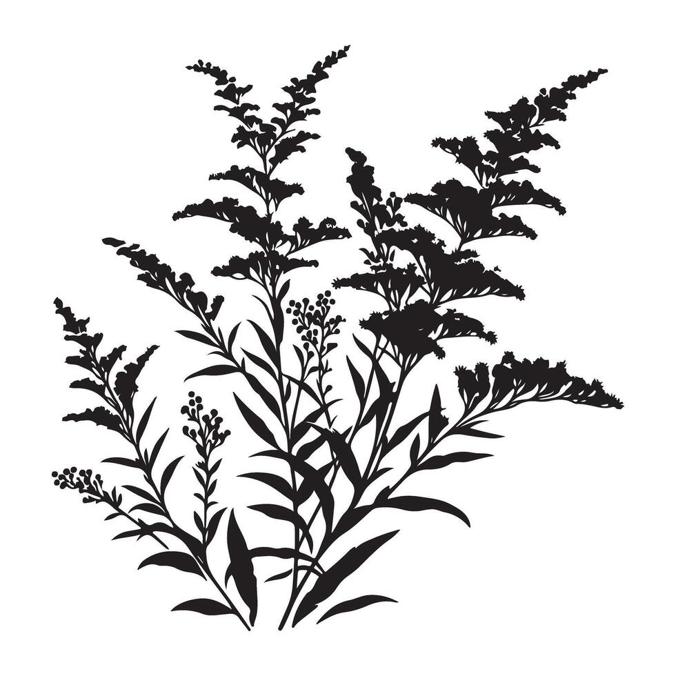 Detailed Silhouette Goldenrod Plant Illustration With Flowers and Leaves vector