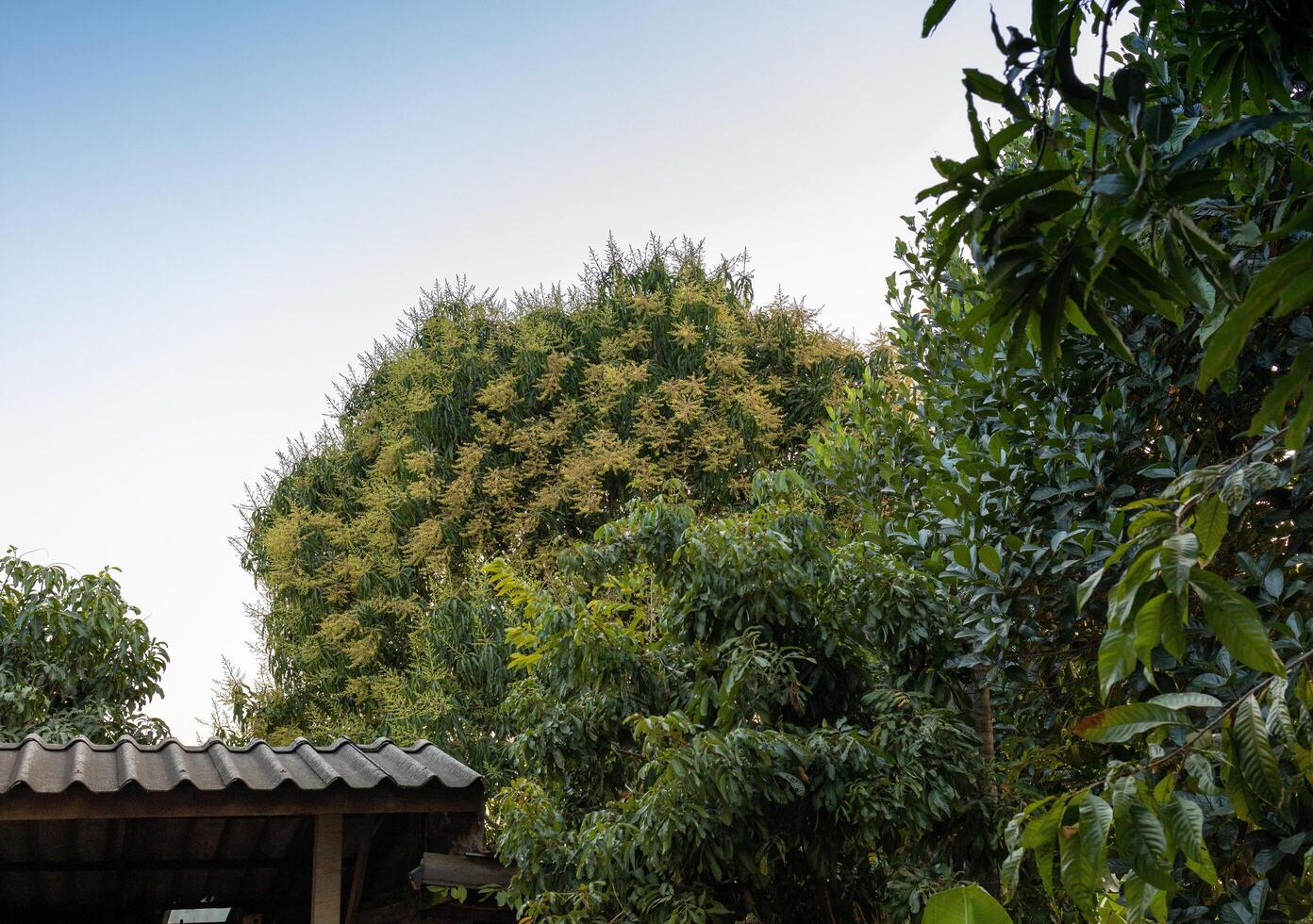 Many a mango flower cluster photo