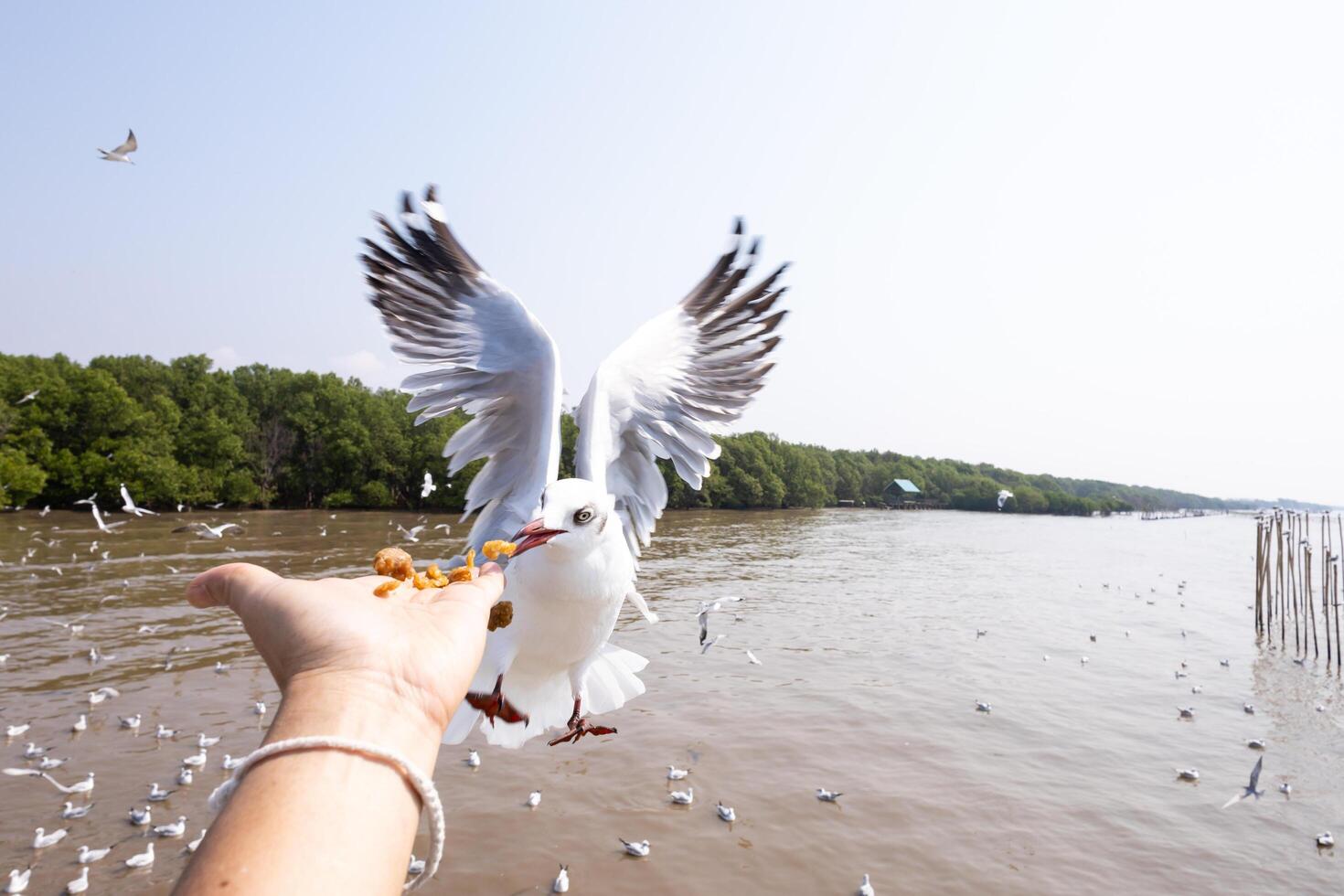 person holding a hand out to feed birds photo