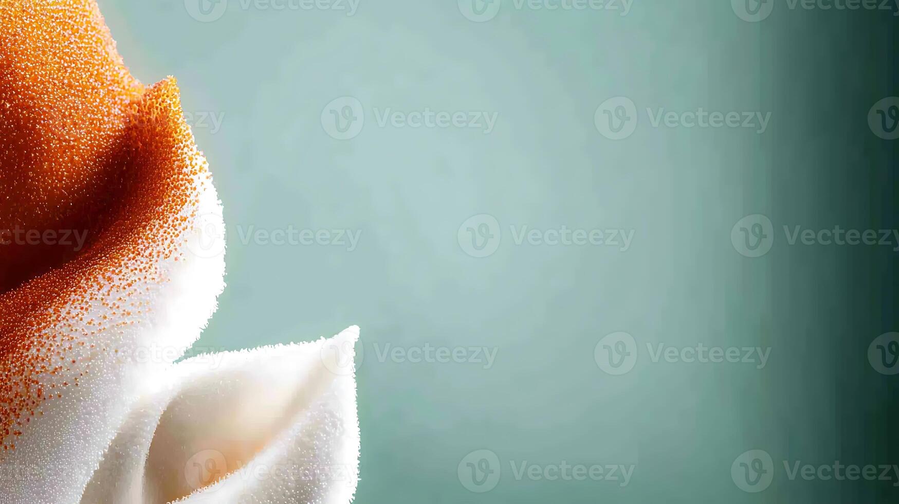 Close-up of a delicate flower with soft petals and vibrant colors against a muted background photo