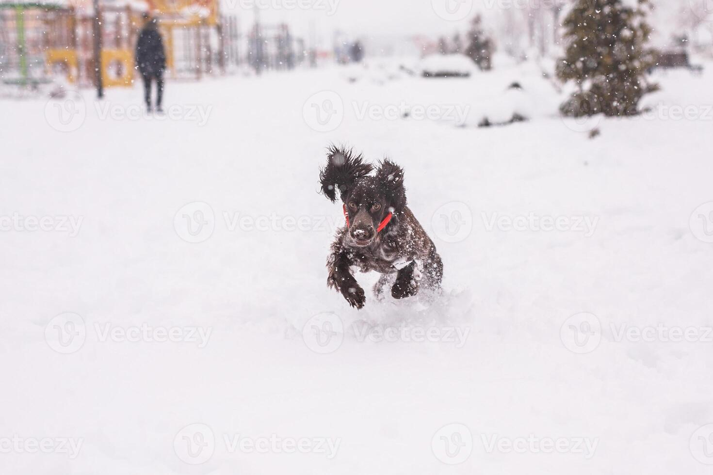 Russian young spaniel dog walking outside in winter, playing with me, coming into snowdrifts. The benefits of active walks for hunting dogs photo