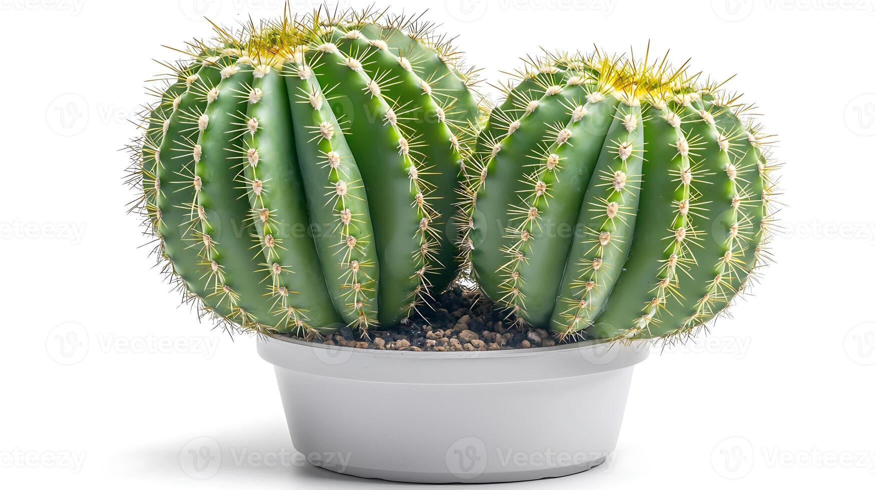 Two vibrant green cacti in a white pot, showcasing unique shapes and textures against a plain background photo