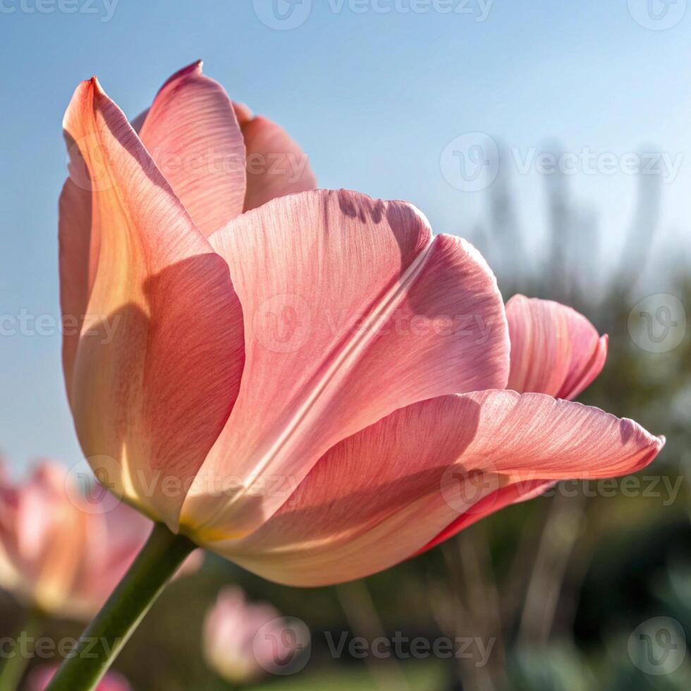 A close up of a pink tulip with a blue sky in the background photo