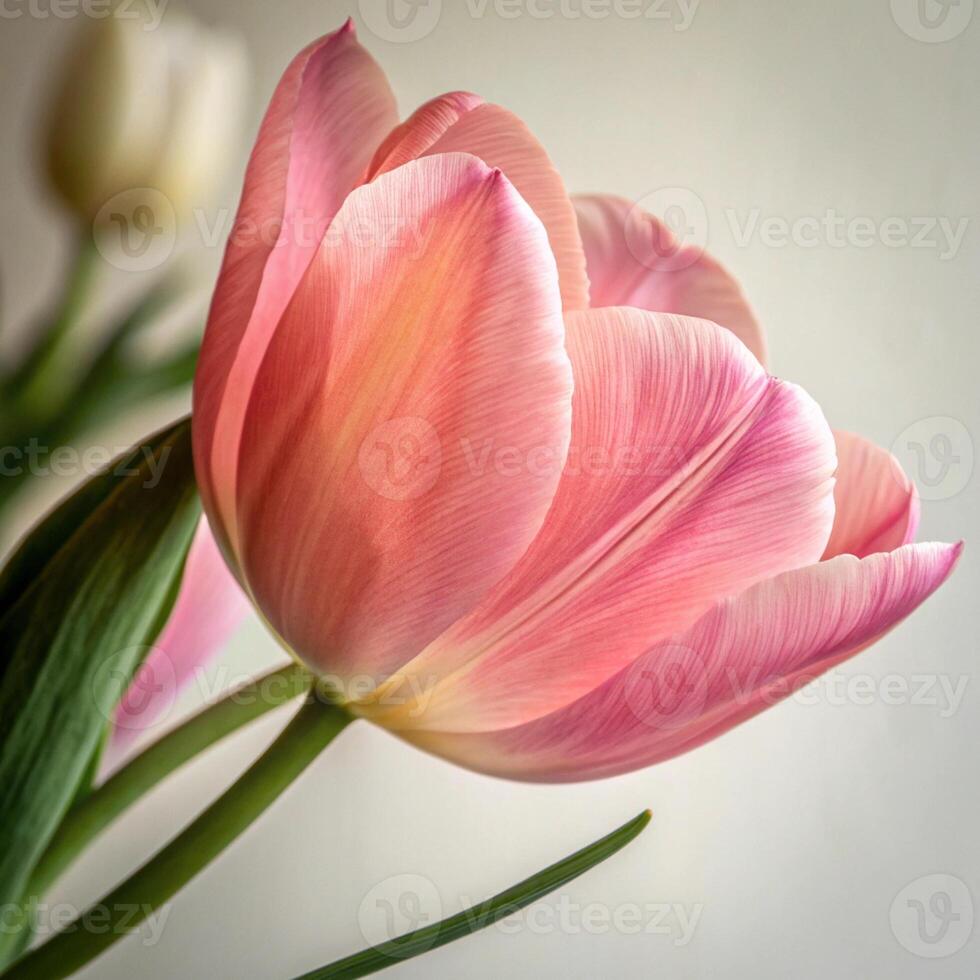 A close up of a pink tulip photo