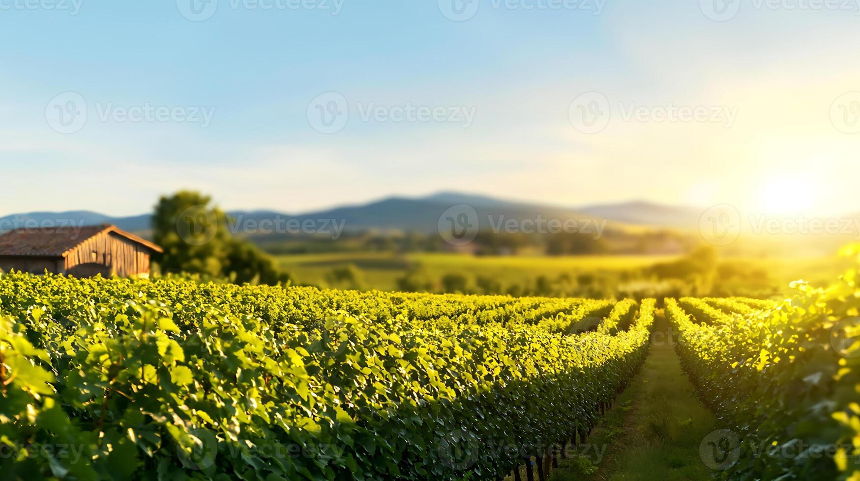 Serene vineyard landscape at sunset with lush grapevines and distant mountains in background photo