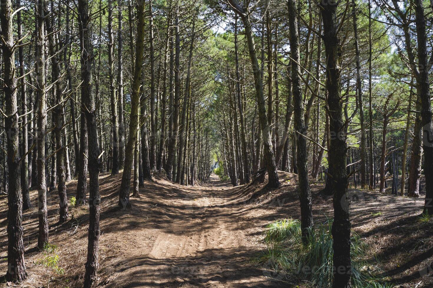View of a path under the trees inside a forest photo