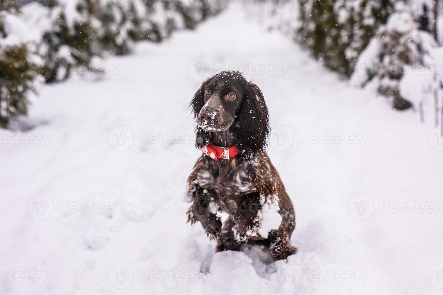Crazy Russian spaniel dog walking outside in winter, playing with me, coming into snowdrifts. The benefits of active walks for hunting dogs photo