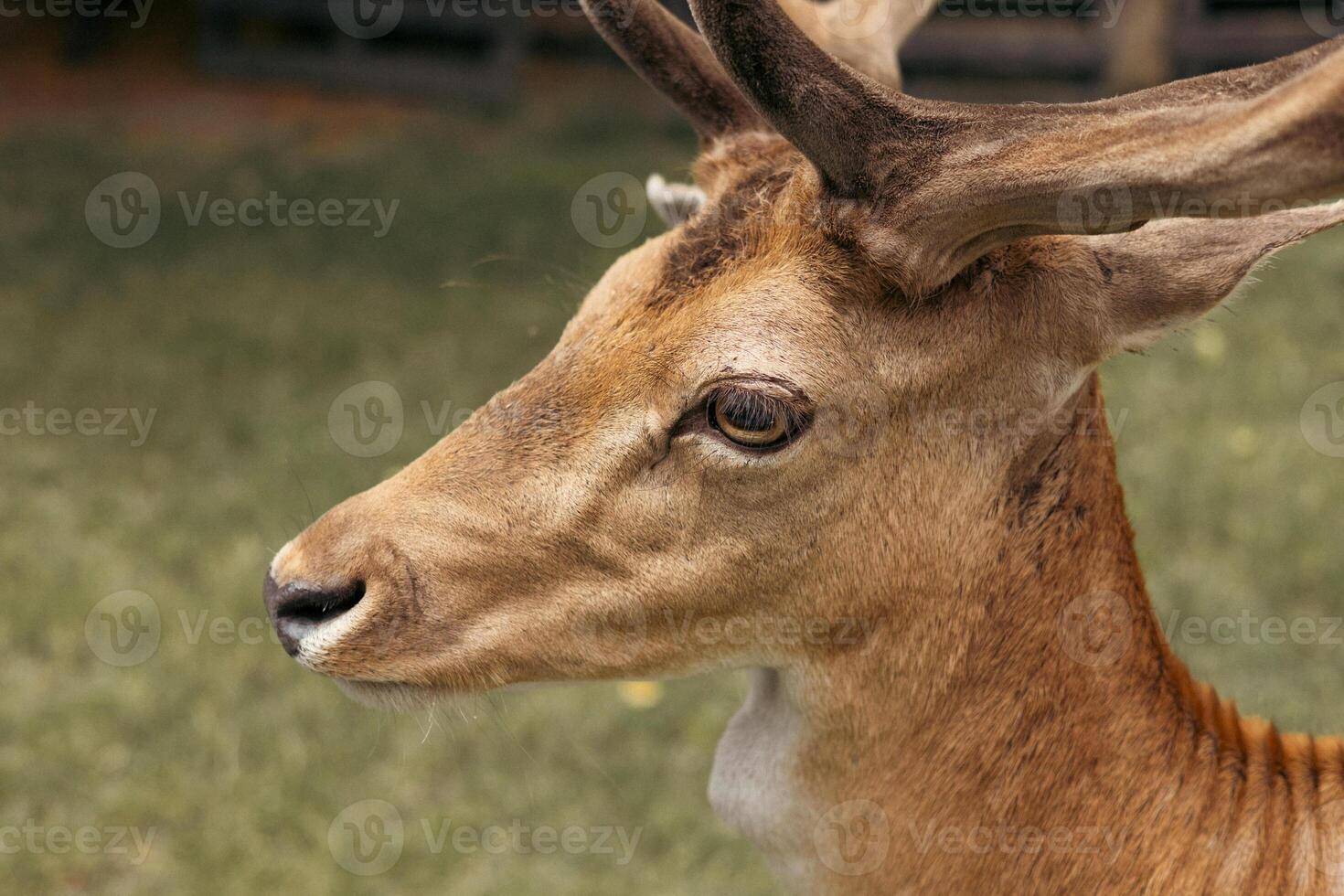 Head close-up of a fallow deer against green background. Focus photo