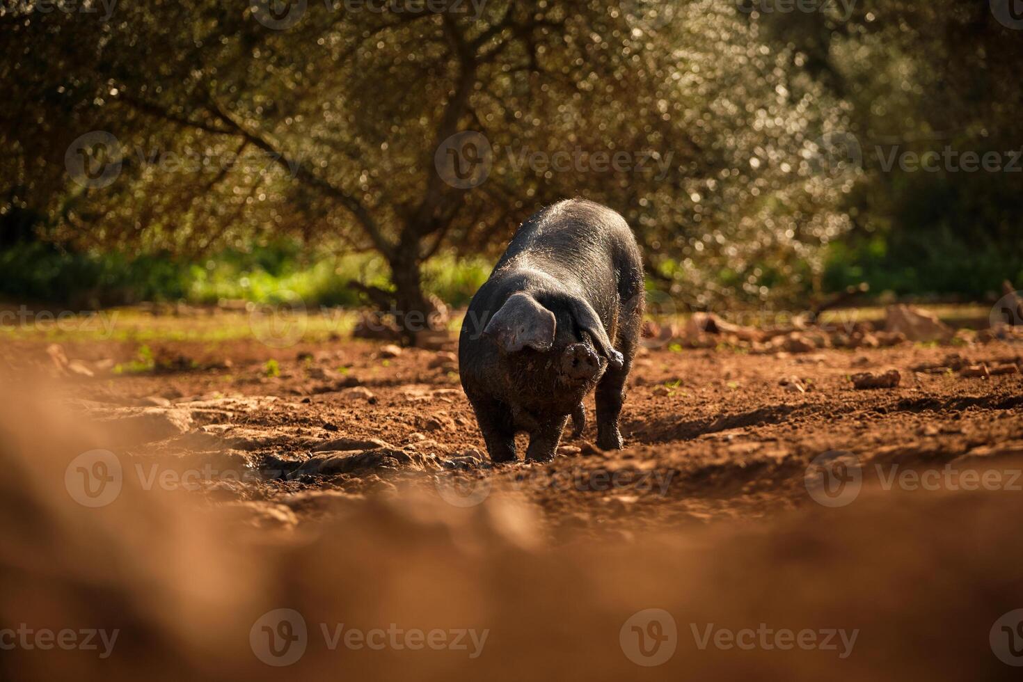 Black pig grazing on dirty land photo