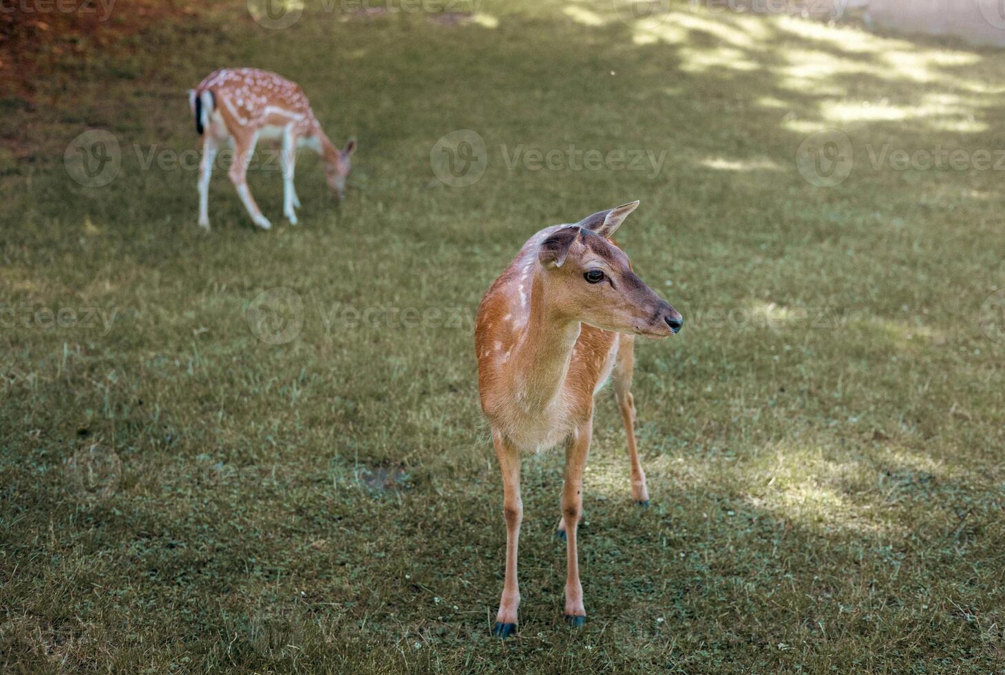 Group of cute fawns grazing on the green field photo