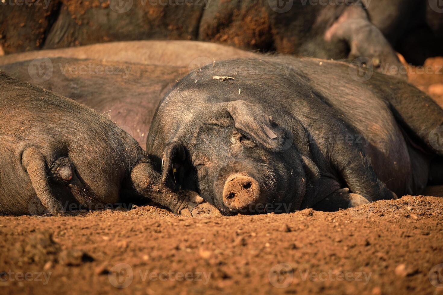 Black pigs lying on ground in farm photo