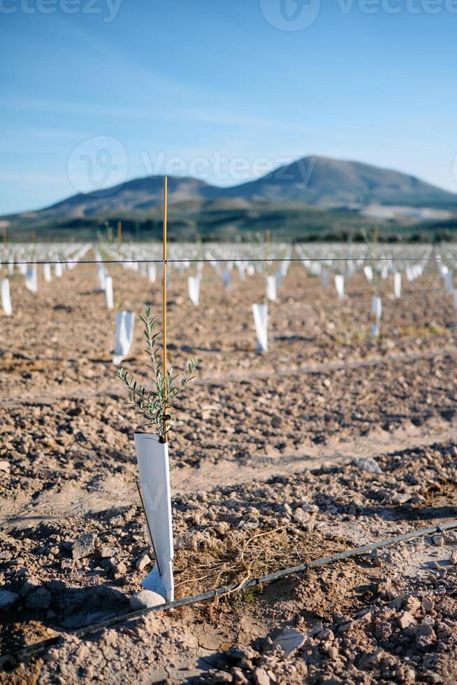 Close-up of newly planted olive trees in a field. The olive trees have stakes photo