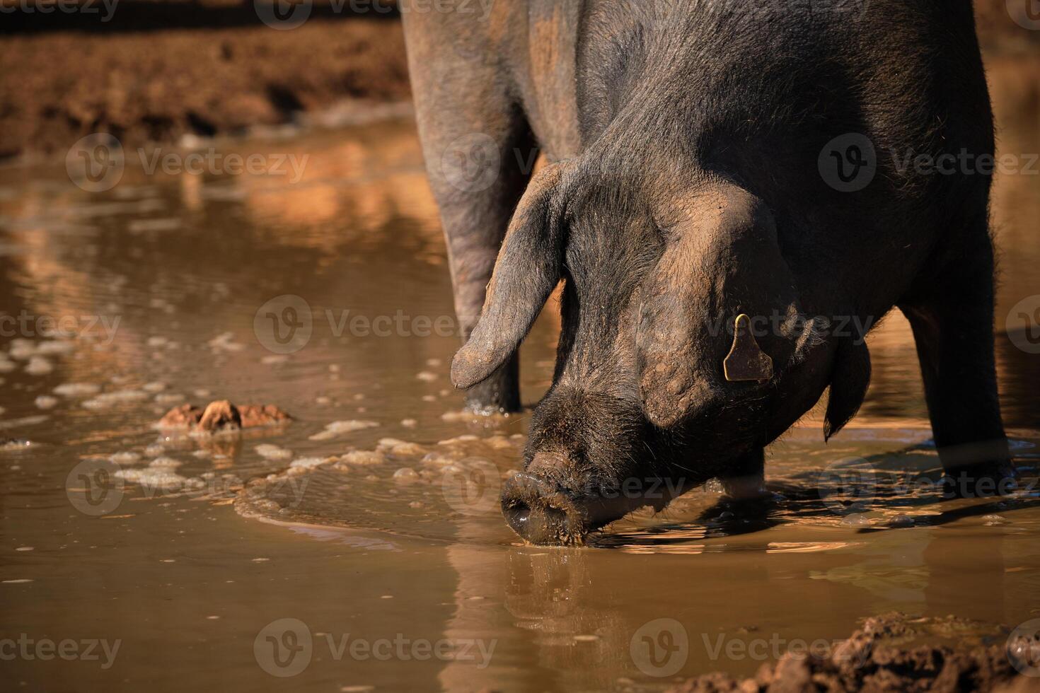 Pig drinking from dirty puddle photo