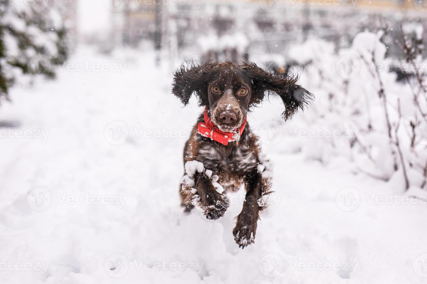 Russian spaniel dog walking outside in winter, playing with me, coming into snowdrifts. The benefits of active walks for dogs photo