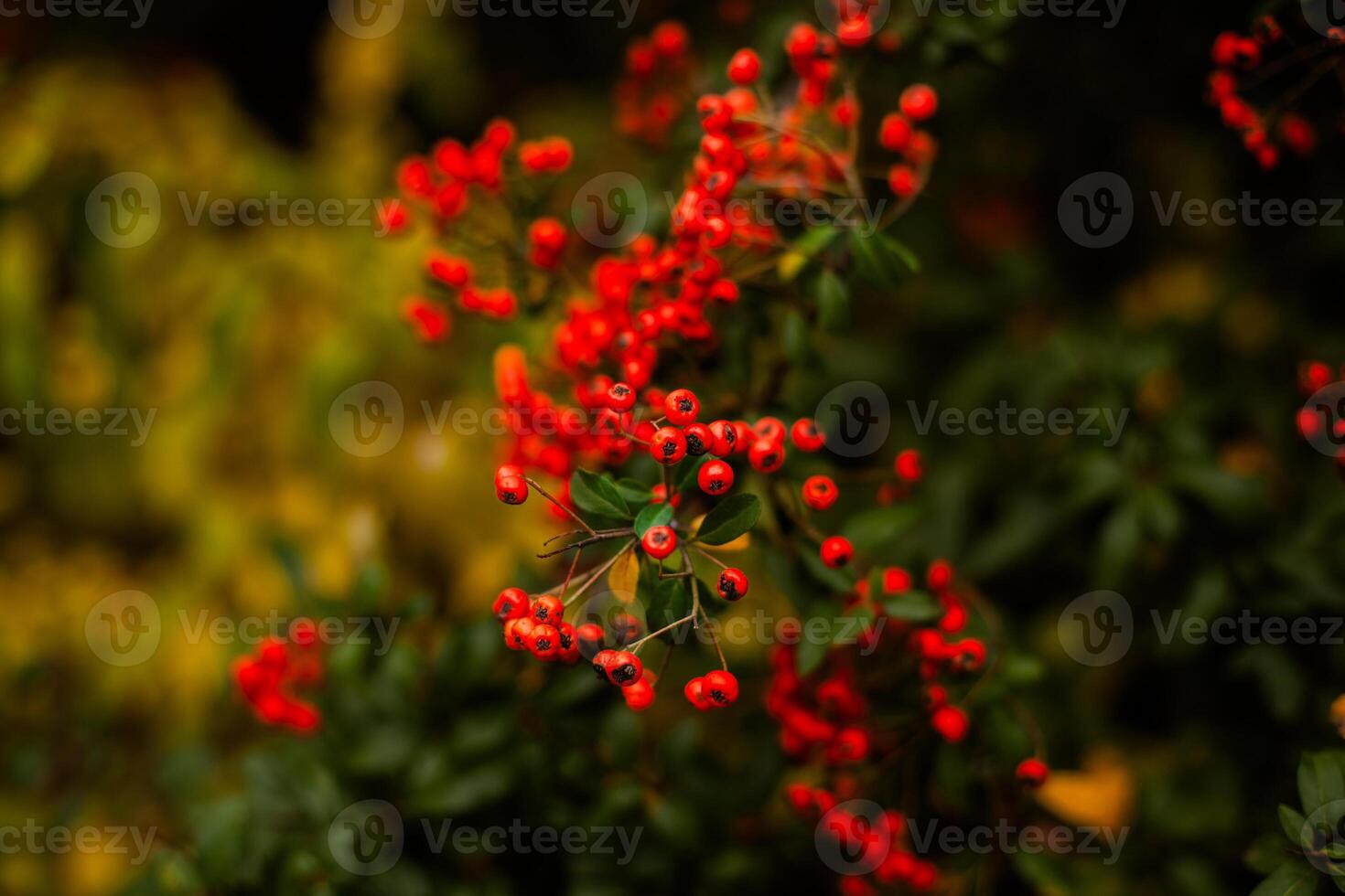 Close-up of orange autumn berries on a bush, background for print or cover. photo