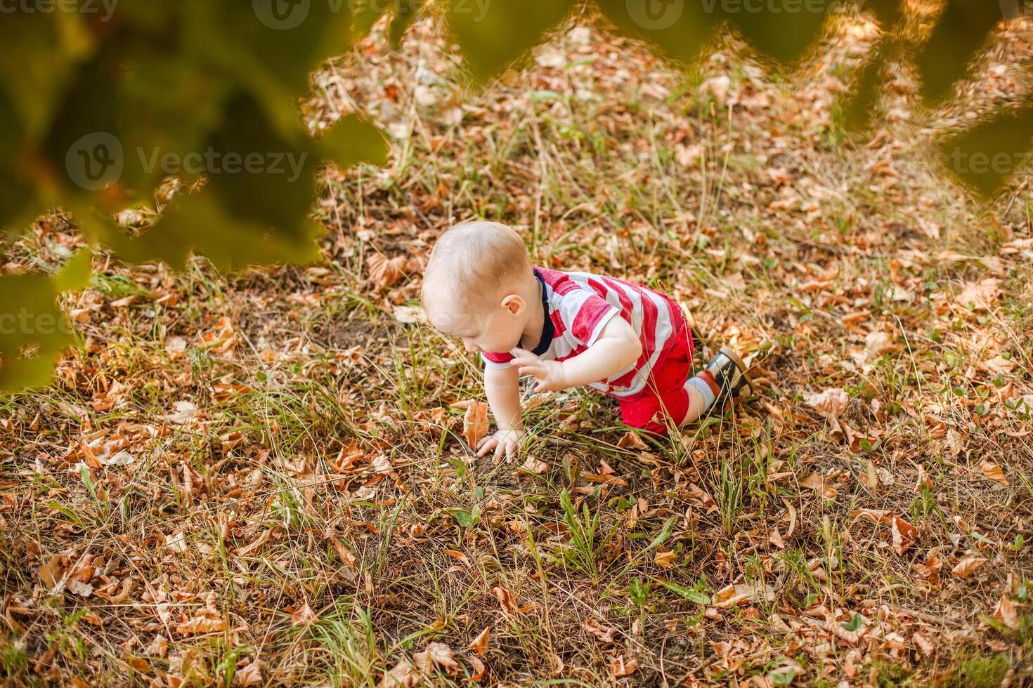 Baby under one year learning to crawl on autumn leaves in warm park. photo