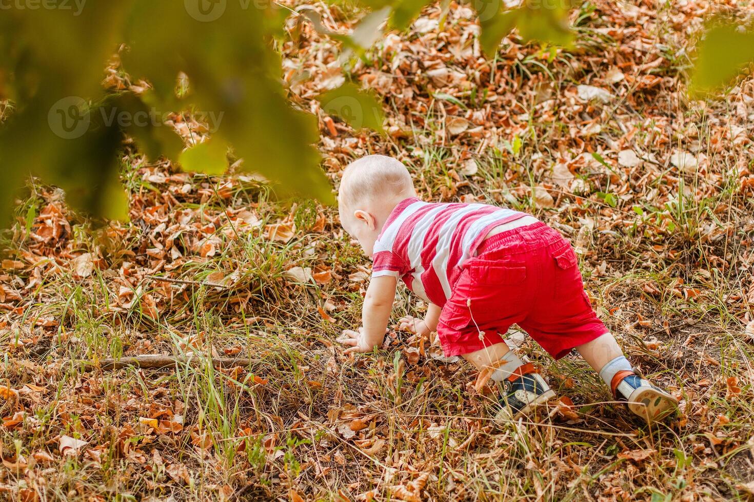 Baby under one year learning to crawl on autumn leaves in a warm park.. photo