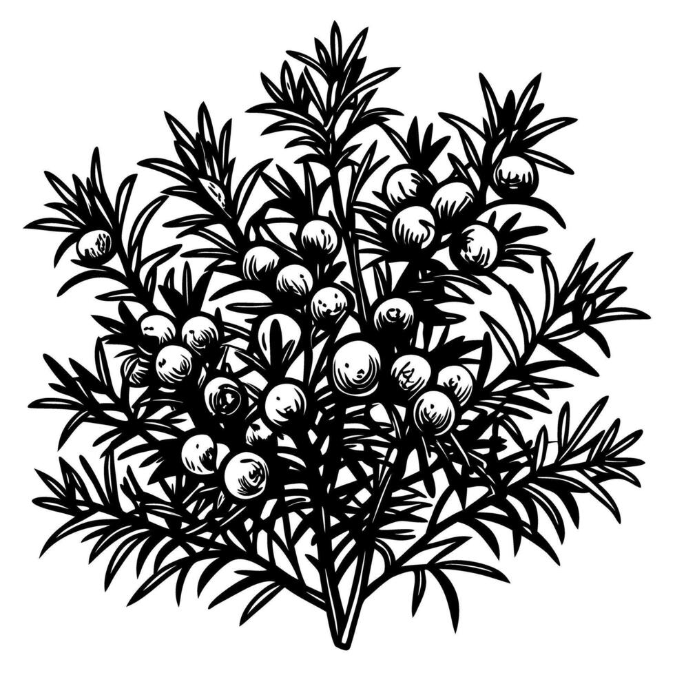 Detailed juniper plant illustration with berries, monochrome botanical drawing, nature art vector