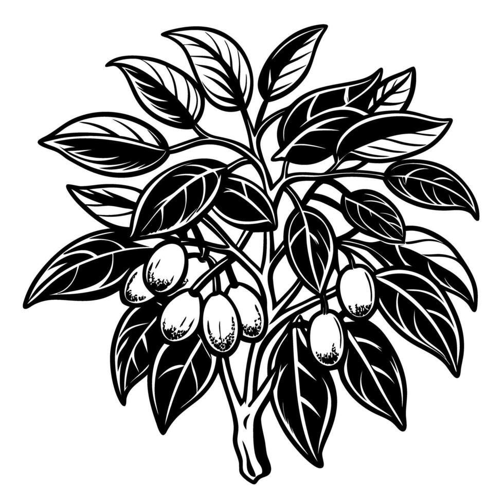Detailed botanical illustration of a tropical plant with lush leaves and hanging fruits vector