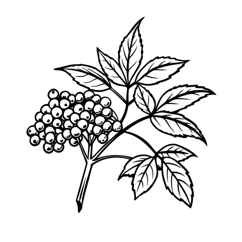 Elderberry plant illustration with cluster of berries and leaves on white background vector