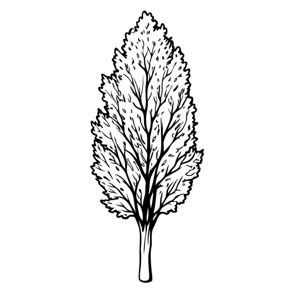 Detailed black and white tree illustration on white background for nature and botanical art vector