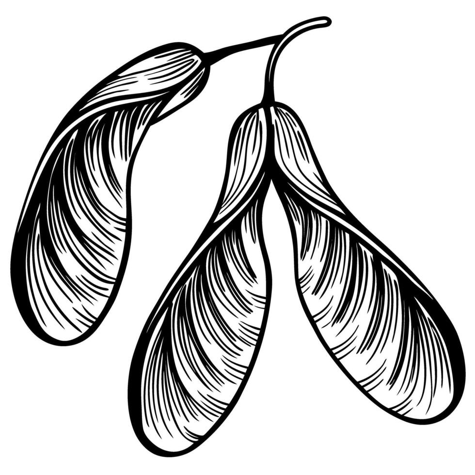 Maple seed pod illustration natural botanical design for art and education vector