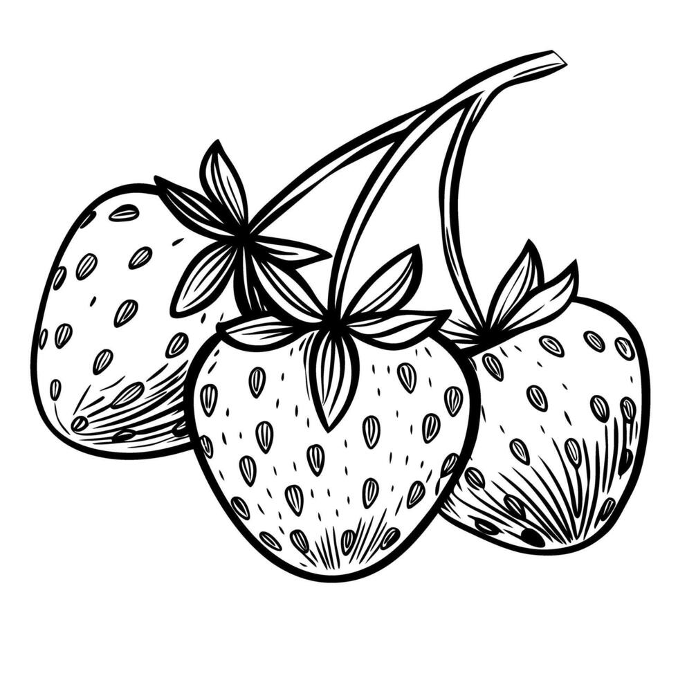 Hand drawn strawberries illustration fresh fruit design in black and white, detailed sketch art vector