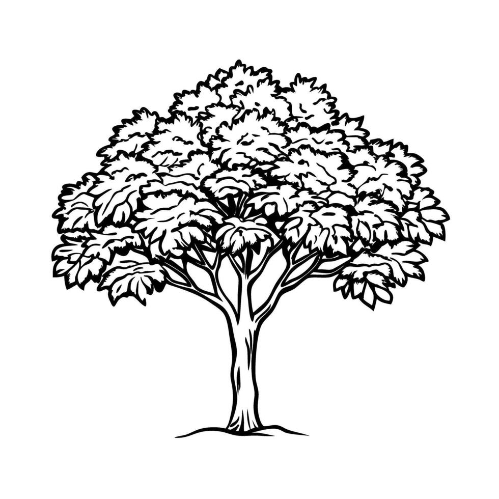 detailed hand drawn oak tree illustration on white background vector