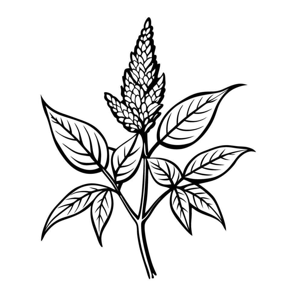 Elegant botanical illustration of amaranth plant with detailed leaves and flower vector