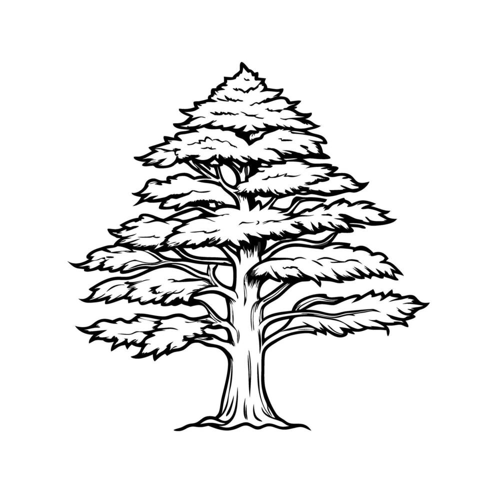 Intricate line drawing of majestic cedar tree on white background vector