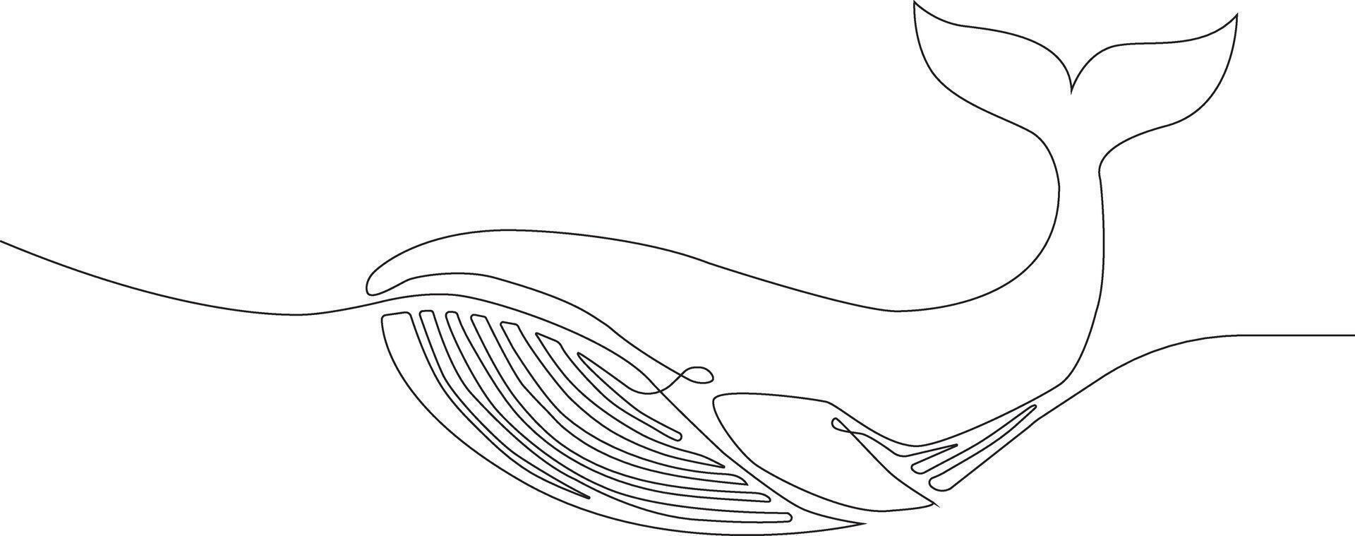 A whale is shown in a line drawing vector
