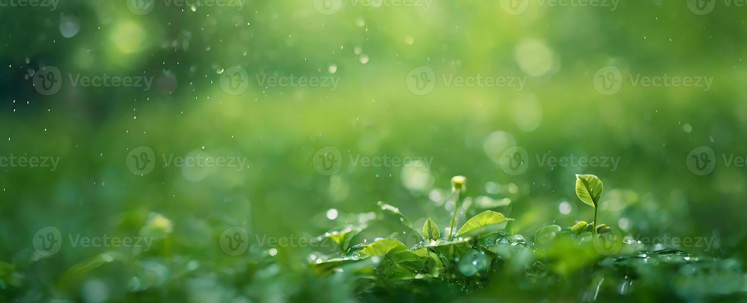 Green grass and raindrops on the ground photo