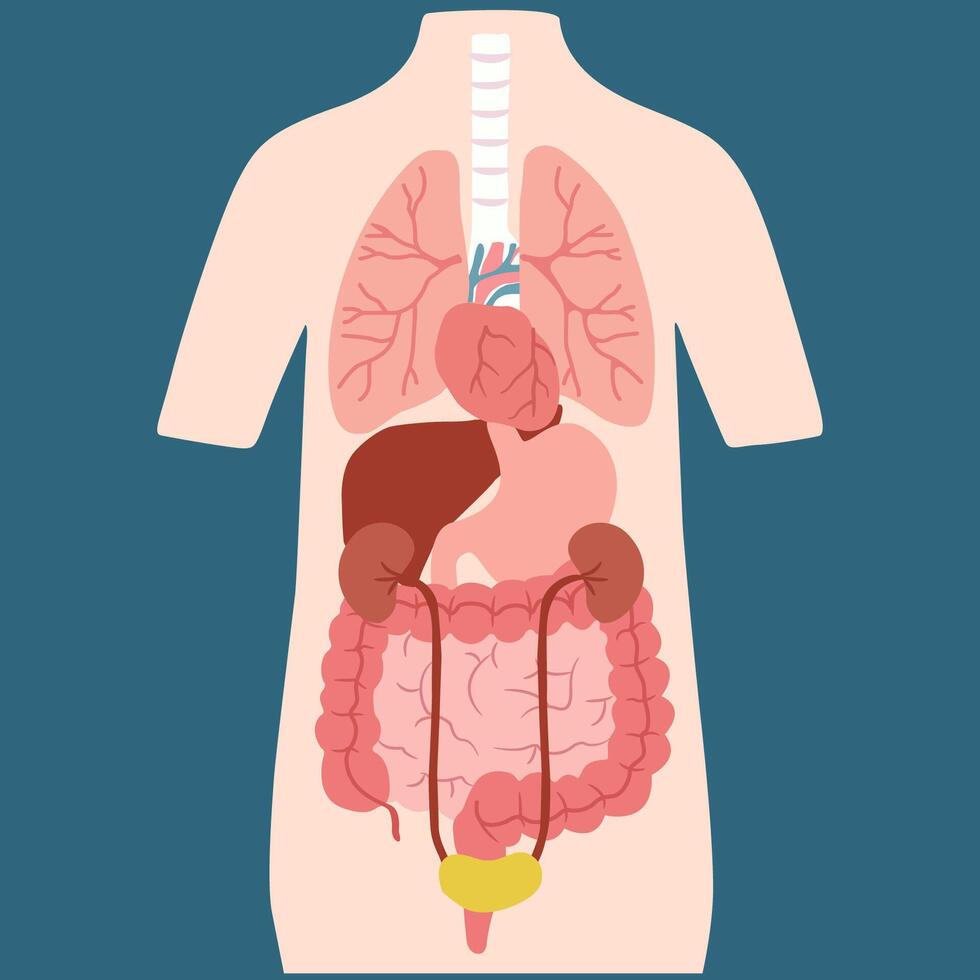 simulation of Human with Internal Organs simple flat color Illustration vector