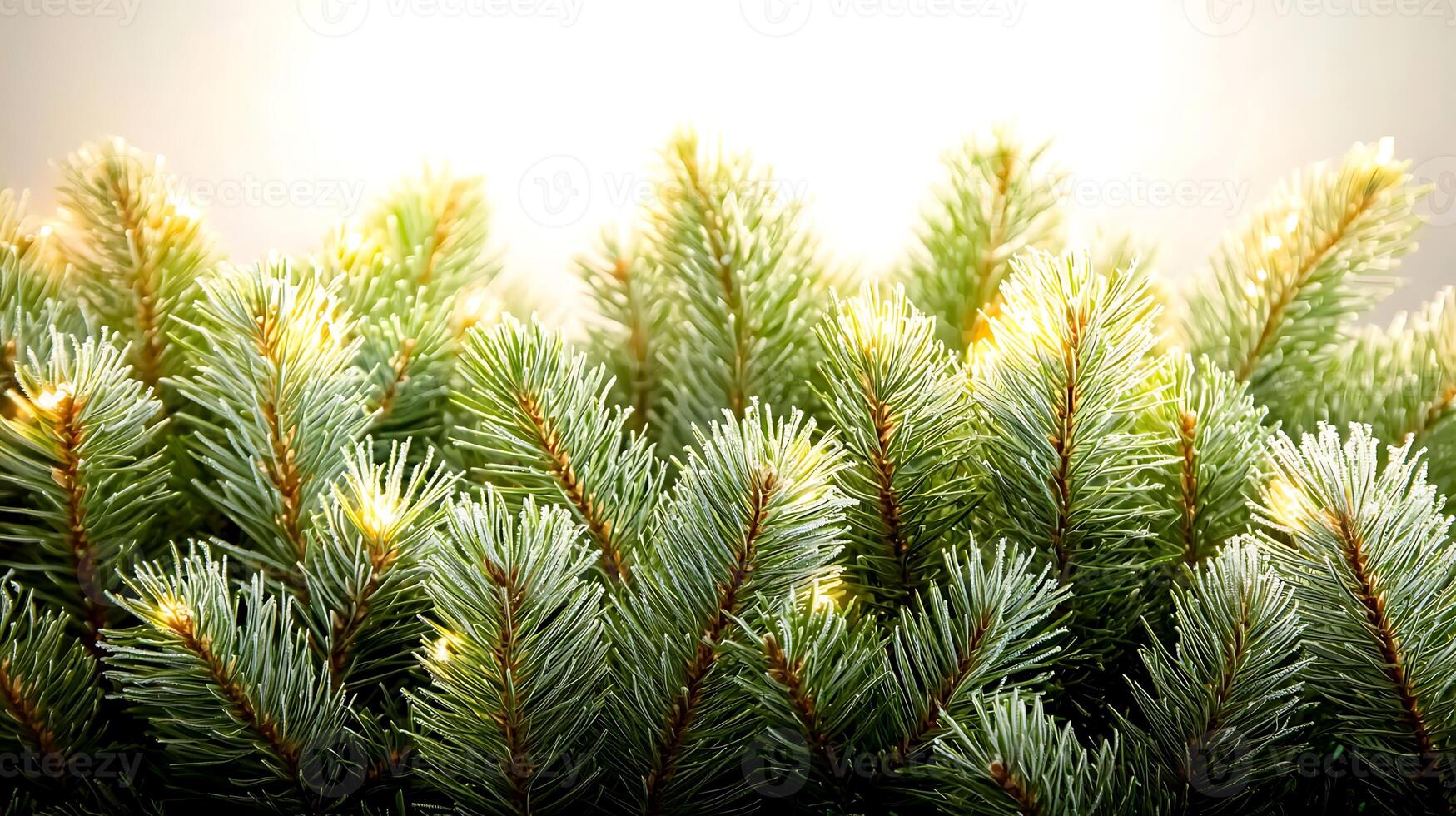 Lush green pine branches adorned with soft glowing lights against a warm, blurred background photo
