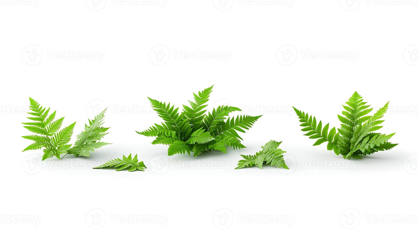 Lush green ferns arranged artistically on a white background, ideal for nature-themed projects photo