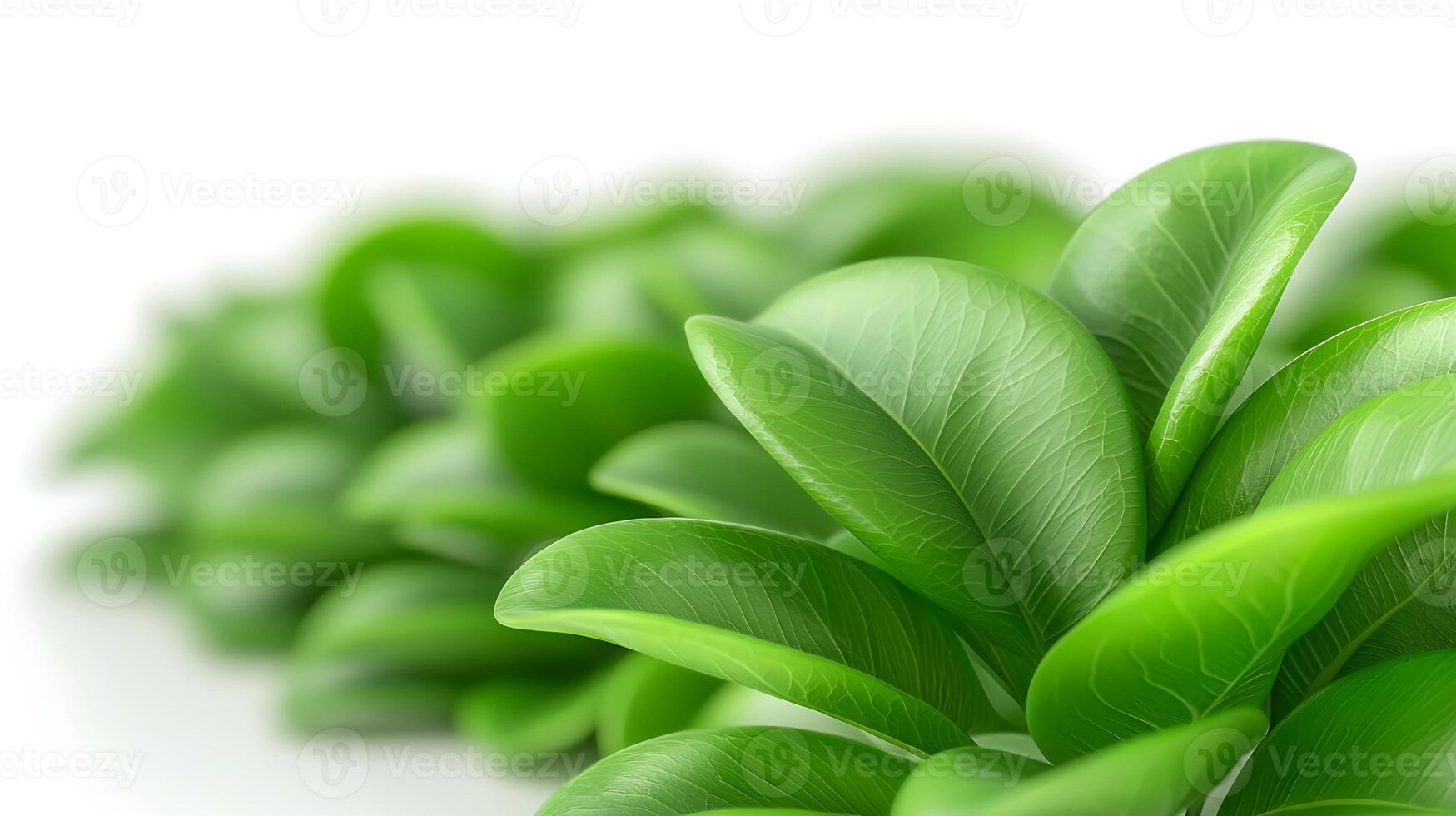 Lush green leaves arranged in a vibrant display, showcasing natural beauty and tranquility photo
