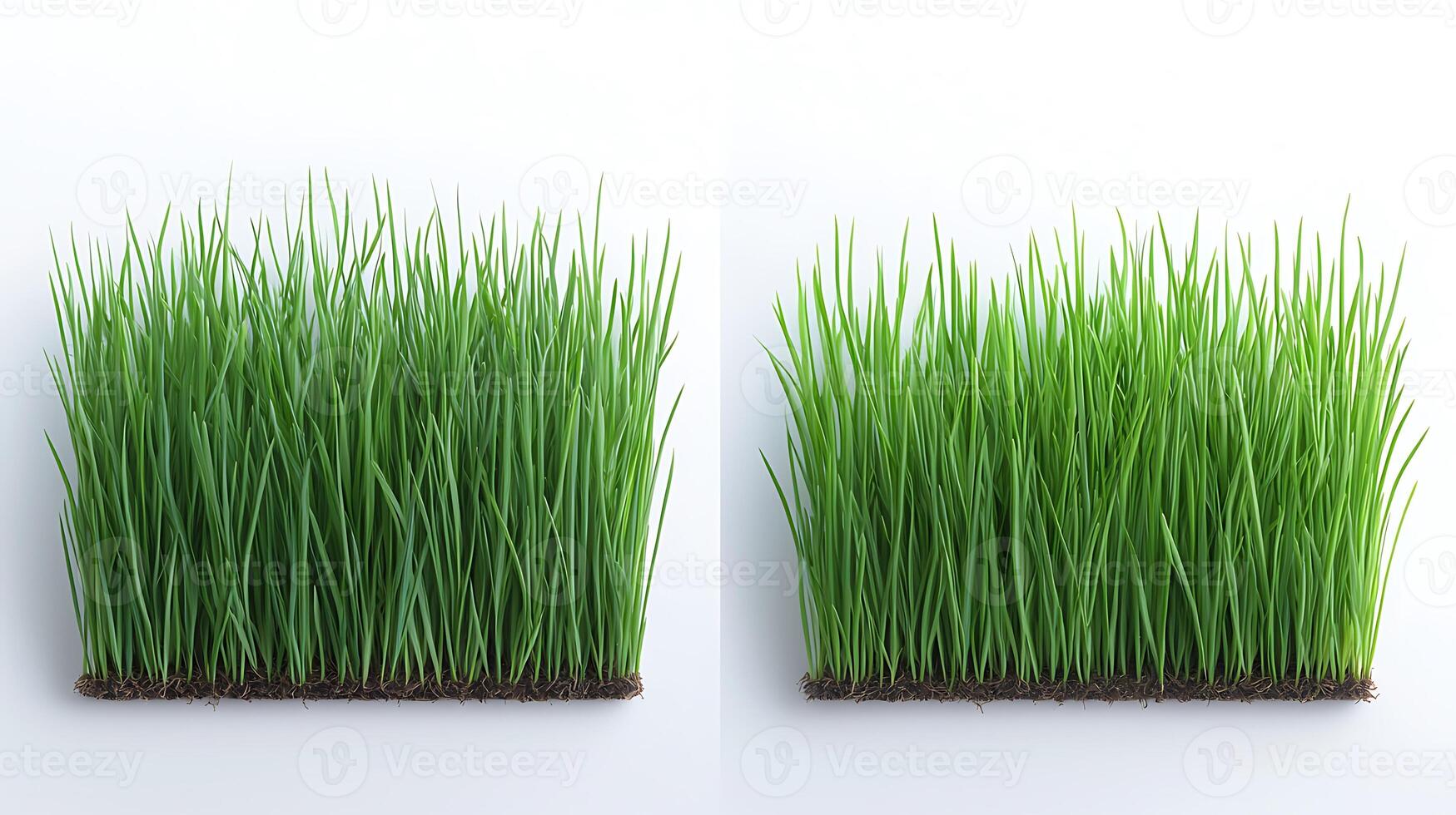 Lush green grass on a white background showcasing vibrant texture and freshness photo