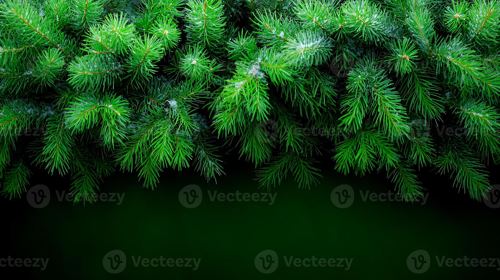 Lush green pine branches framing a dark background, creating a serene natural ambiance photo